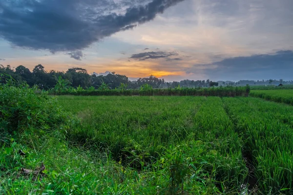 田んぼに沈む夕日 自然の風景 インドネシアのバニュワンギ県の村の自然景観 — ストック写真