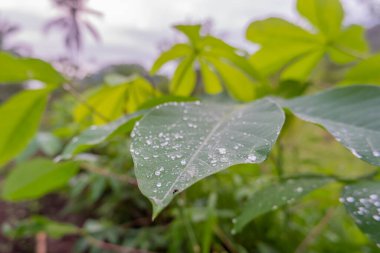 Sabahları çiğ tanelerine maruz kalan manyok yaprakları. Cassava Çiftliği. Cassava Yaprak Makro Fotoğrafı
