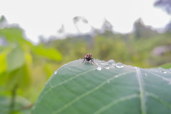 Macro Foto Moscas Posadas Hojas Yuca Por Mañana Rocío Mañana — Foto de Stock