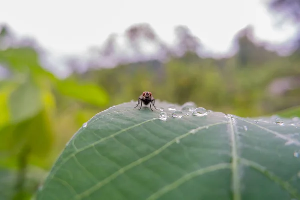 Macro Foto Moscas Posadas Hojas Yuca Por Mañana Rocío Mañana — Foto de Stock