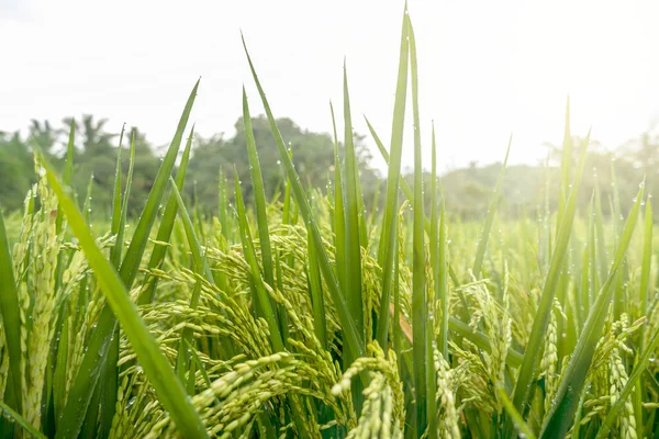Endonezya Geleneksel Pirinç Tarımı Sabahları Pirinç Bitkilerinin Makro Fotoğrafı — Stok fotoğraf