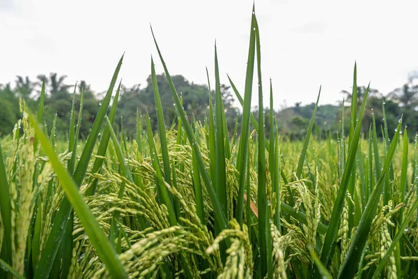 Cultivo Tradicional Arroz Indonesia Macro Foto Plantas Arroz Mañana — Foto de Stock