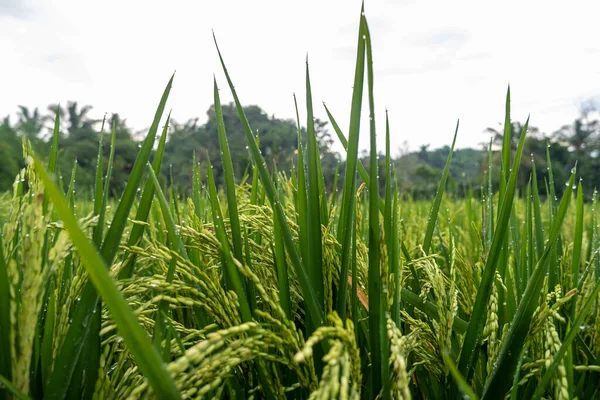 Cultivo Tradicional Arroz Indonesia Macro Foto Plantas Arroz Mañana —  Fotos de Stock