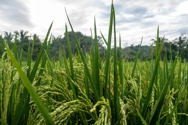 Cultivo Tradicional Arroz Indonesia Macro Foto Plantas Arroz Mañana —  Fotos de Stock