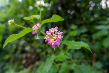 Sabah bahçede pembe çiçeklerin makro fotoğrafı.