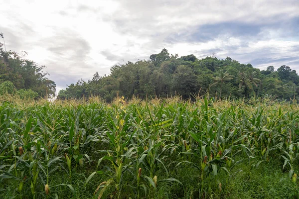 Plantas Maíz Que Todavía Son Fáciles Fotografiar Por Mañana Granja —  Fotos de Stock