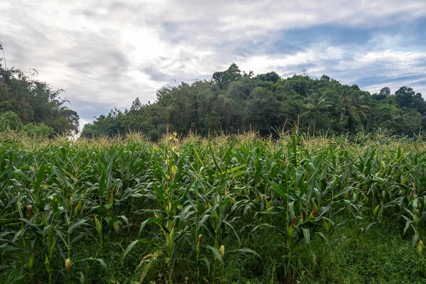 Plantas Maíz Que Todavía Son Fáciles Fotografiar Por Mañana Granja —  Fotos de Stock