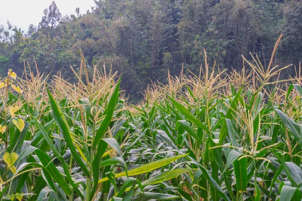 Corn Plants Still Easy Photograph Morning Corn Farmin — Stock Photo, Image