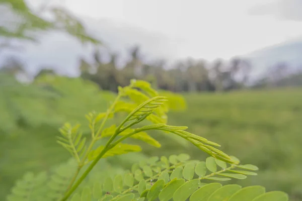 Sabah Fotoğrafta Lamtoro Yaprağı River Tamarind Vardı Lamtoro Bitkisi Arkaplanı — Stok fotoğraf