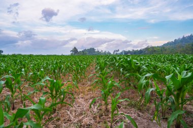Akşamları köydeki mısır çiftliğinin manzarası.