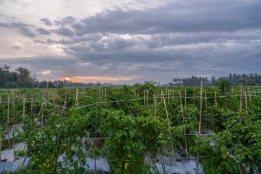 Öğleden sonra gün batımı manzarası. Akşam köyde gün batımında çili çiftliği manzarası
