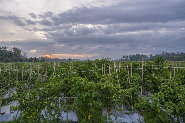 Solnedgång Utsikt Eftermiddagen Chili Gård Utsikt Kvällen Vid Solnedgången Byn — Stockfoto