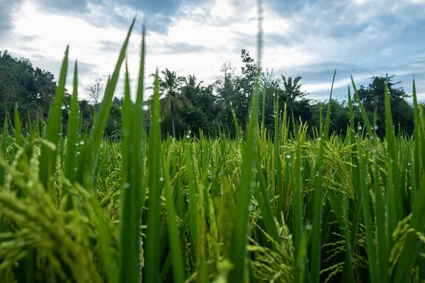 Risväxter Risodling Som Bär Ung Frukt Fortfarande Grön Risodlingslandskap Byn — Stockfoto