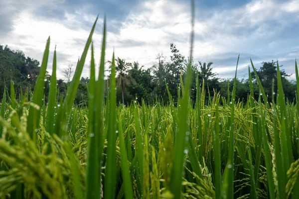 Risväxter Risodling Som Bär Ung Frukt Fortfarande Grön Risodlingslandskap Byn — Stockfoto