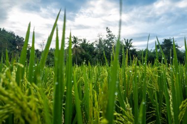 pirinç bitkileri. Genç meyve veren pirinç yetiştiriciliği hâlâ yeşildir. Köydeki pirinç çiftliği manzarası