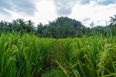 pirinç bitkileri. Genç meyve veren pirinç yetiştiriciliği hâlâ yeşildir. Köydeki pirinç çiftliği manzarası