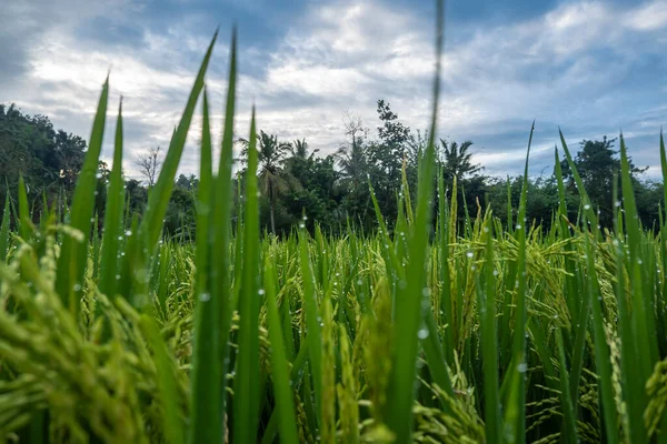 Plantas Arroz Cultivo Arroz Que Frutos Jóvenes Sigue Siendo Verde —  Fotos de Stock