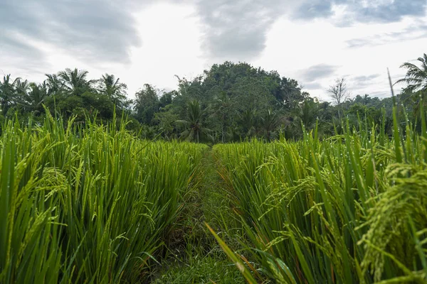 米工場だ 若実を結ぶ稲作はまだ緑です 村の稲作農家の風景 — ストック写真