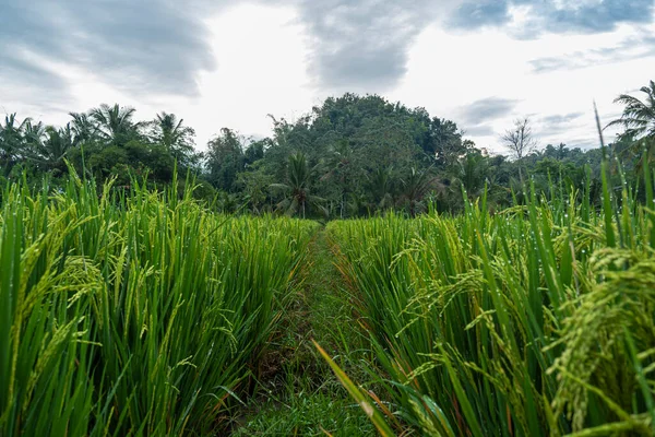 Risväxter Risodling Som Bär Ung Frukt Fortfarande Grön Risodlingslandskap Byn — Stockfoto