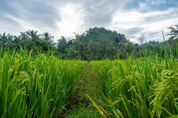 Plantas Arroz Cultivo Arroz Que Frutos Jóvenes Sigue Siendo Verde —  Fotos de Stock