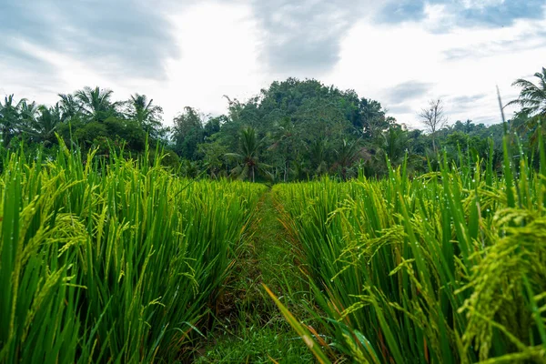 Рисовые Растения Рисоводство Приносящее Молодые Фрукты Всё Ещё Зелёное Рисовая — стоковое фото