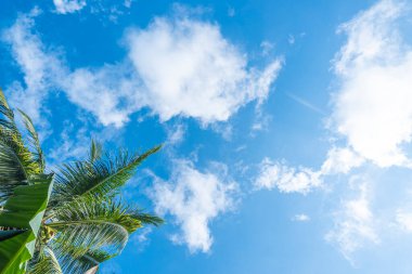 Gökyüzünün arka planı ve beyaz bulutlar aynı zamanda en tepede hindistan cevizi ağaçları da var.