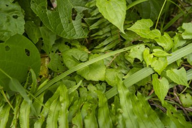 Toplamda bahçede yeşil yaprak arka planı