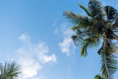 Arka plan mavi gökyüzü ve beyaz bulutlar ayrıca toplamda hindistan cevizi ağaçları var.