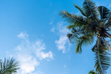 Arka plan mavi gökyüzü ve beyaz bulutlar ayrıca toplamda hindistan cevizi ağaçları var.