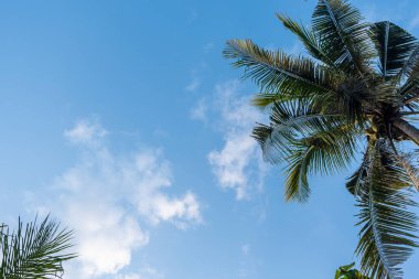 Arka plan mavi gökyüzü ve beyaz bulutlar ayrıca toplamda hindistan cevizi ağaçları var.