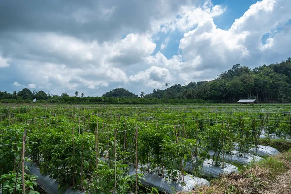 Panorama Blick Auf Die Chiliplantage Mit Blauen Wolken Und Leicht — Stockfoto