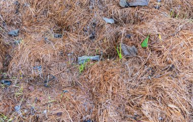 ıslak saman yığını. Çürümüş saman yığını. saman arka grunnName