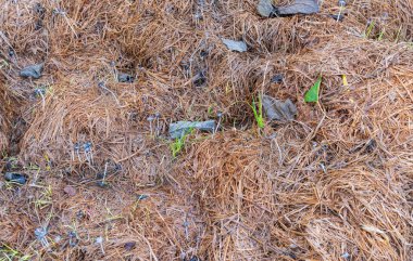 ıslak saman yığını. Çürümüş saman yığını. saman arka grunnName