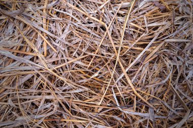 saman, ıslak saman arkaplan dokusu, tasarım için klasik biçim