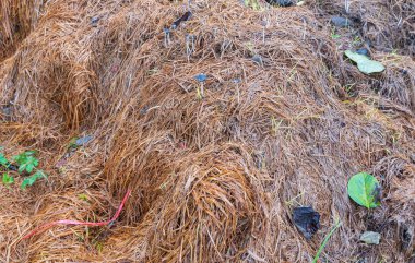 ıslak saman yığını. Çürümüş saman yığını. saman arka grunnName