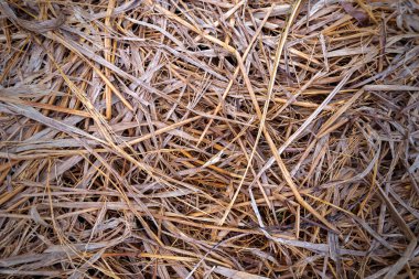 saman, ıslak saman arkaplan dokusu, tasarım için klasik biçim