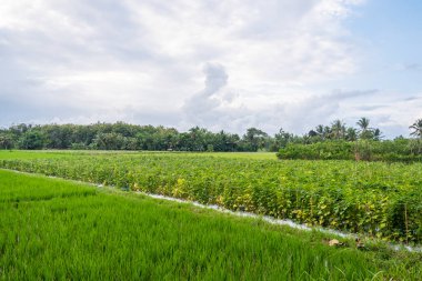 Endonezya 'nın Banyuwangi köyündeki pirinç tarlalarının doğal manzarasının arka planı. peyzaj doğası