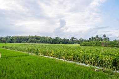 Endonezya 'nın Banyuwangi köyündeki pirinç tarlalarının doğal manzarasının arka planı. peyzaj doğası