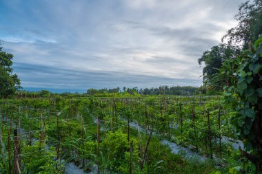 Öğleden sonra Endonezya 'nın Banyuwangi köyünde bir biber çiftliği manzarası. peyzaj doğası