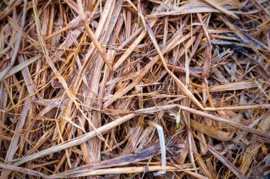 saman, ıslak saman arkaplan dokusu, tasarım için klasik biçim
