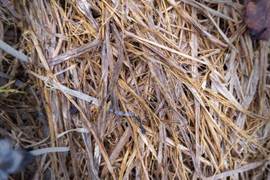 saman, ıslak saman arkaplan dokusu, tasarım için klasik biçim