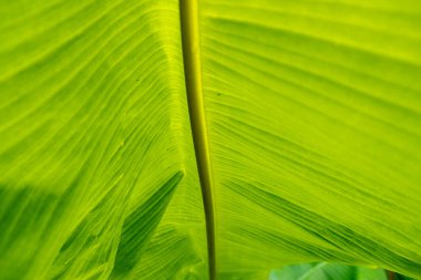 Muz ağacı yaprakları desenli soyut arka gruplandırma