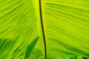 Muz ağacı yaprakları desenli soyut arka gruplandırma