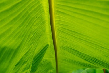 Muz ağacı yaprakları desenli soyut arka gruplandırma