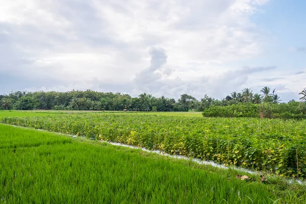 インドネシア バニュワンギ村の田んぼの自然景観を背景に 風景の自然 — ストック写真