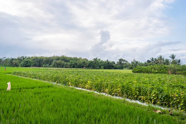 Фон Природного Ландшафта Рисовых Полей Деревне Баньюванги Индонезия Ландшафт Природы — стоковое фото