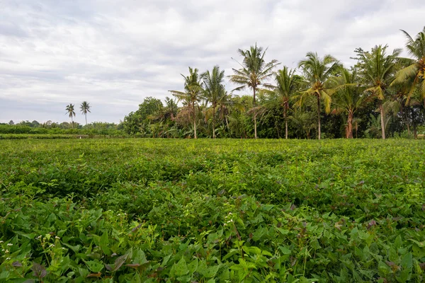 Sötpotatis Plantering Naturliga Landskap Backgroun — Stockfoto