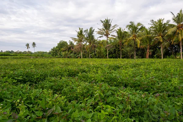 Sötpotatis Plantering Naturliga Landskap Backgroun — Stockfoto