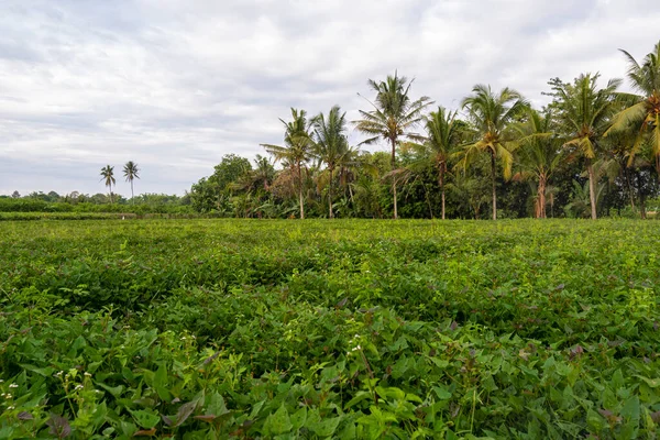 Sötpotatis Plantering Naturliga Landskap Backgroun — Stockfoto