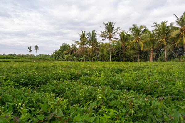 Sötpotatis Plantering Naturliga Landskap Backgroun — Stockfoto